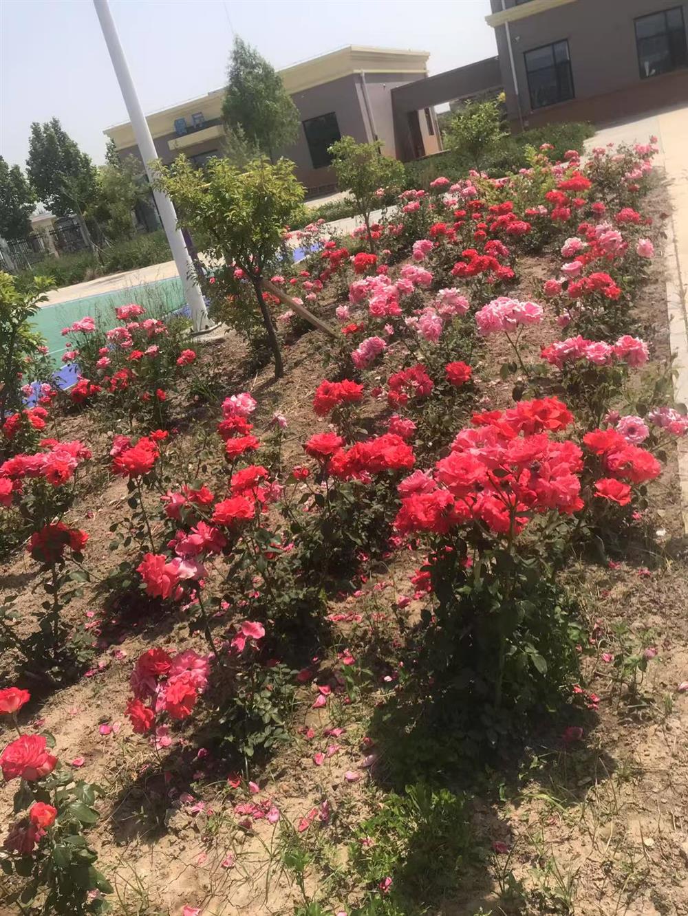 站区一角花香四溢